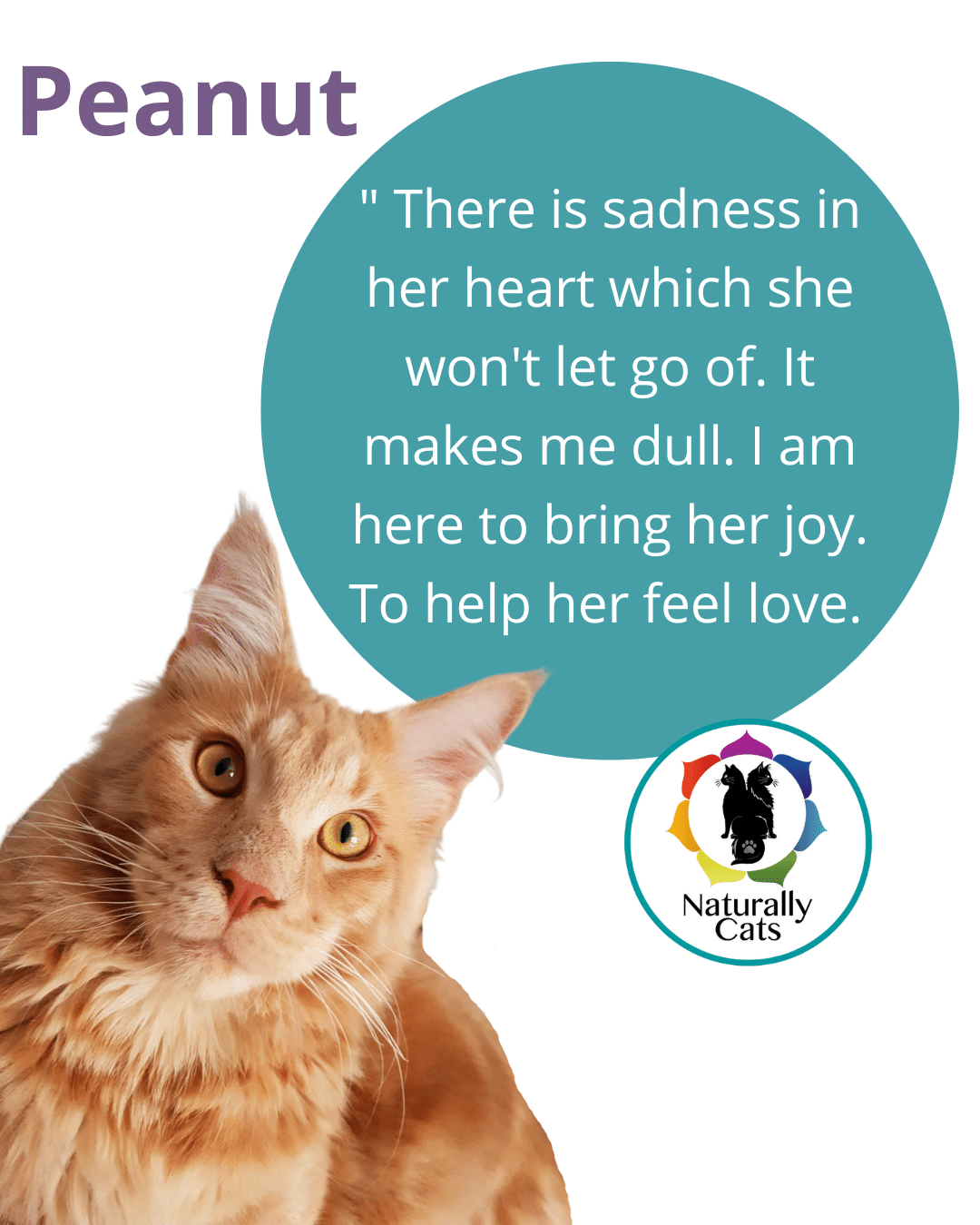 Cat chakra cleanse & re-balance treatment - Image 6