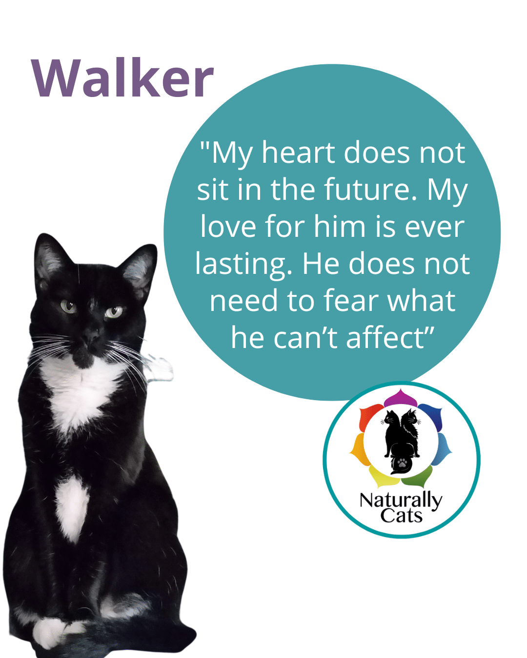 Cat chakra cleanse & re-balance treatment - Image 7
