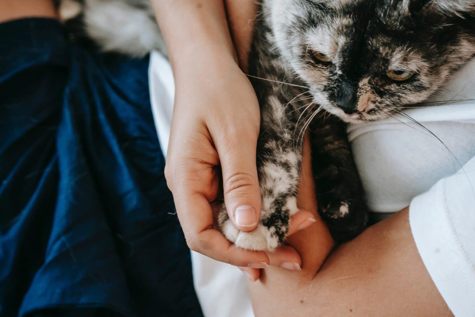 10 Types of Feline Aggression How to Recognise it and Deal With It