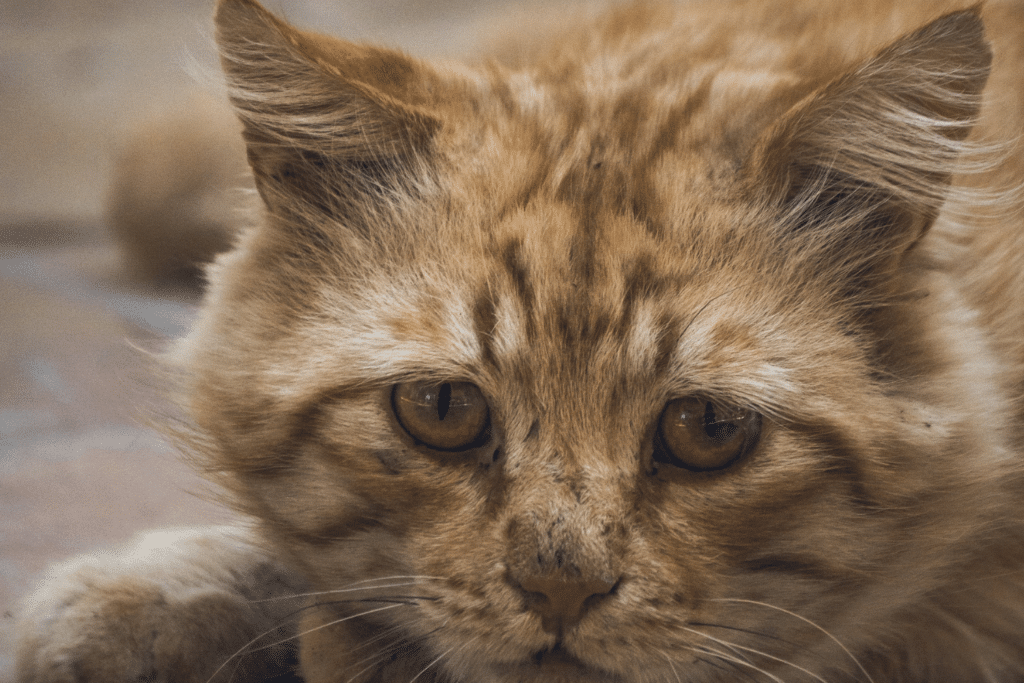 10 Types of Feline Aggression - How to Recognise it and Deal With It ... - How To Identify Feline Aggression Triggers
