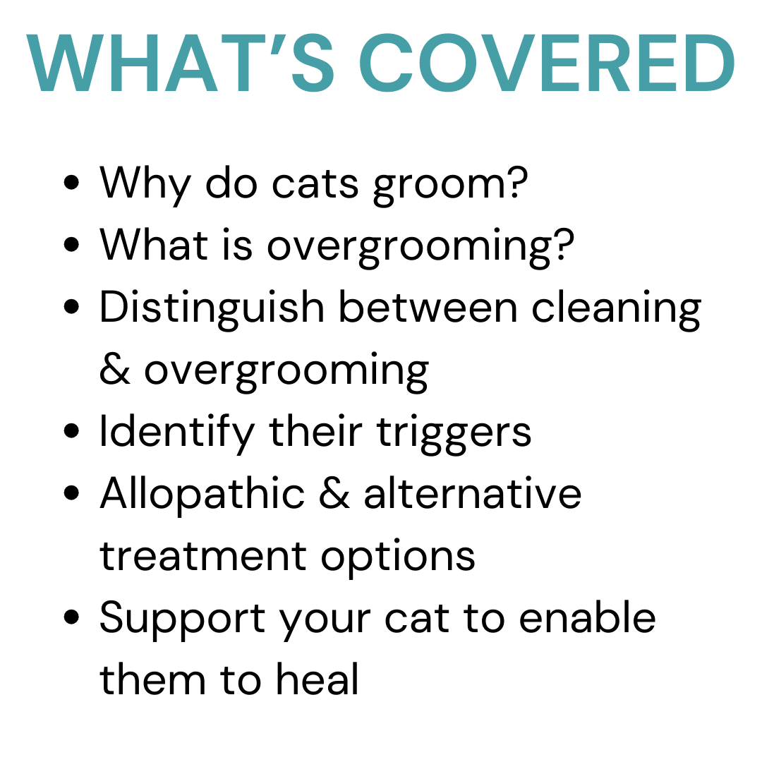 Cat licking it's tummy raw? This 3 module masterclass will help. Understand how to stop it and support your cat to reduce and remove the behaviour.