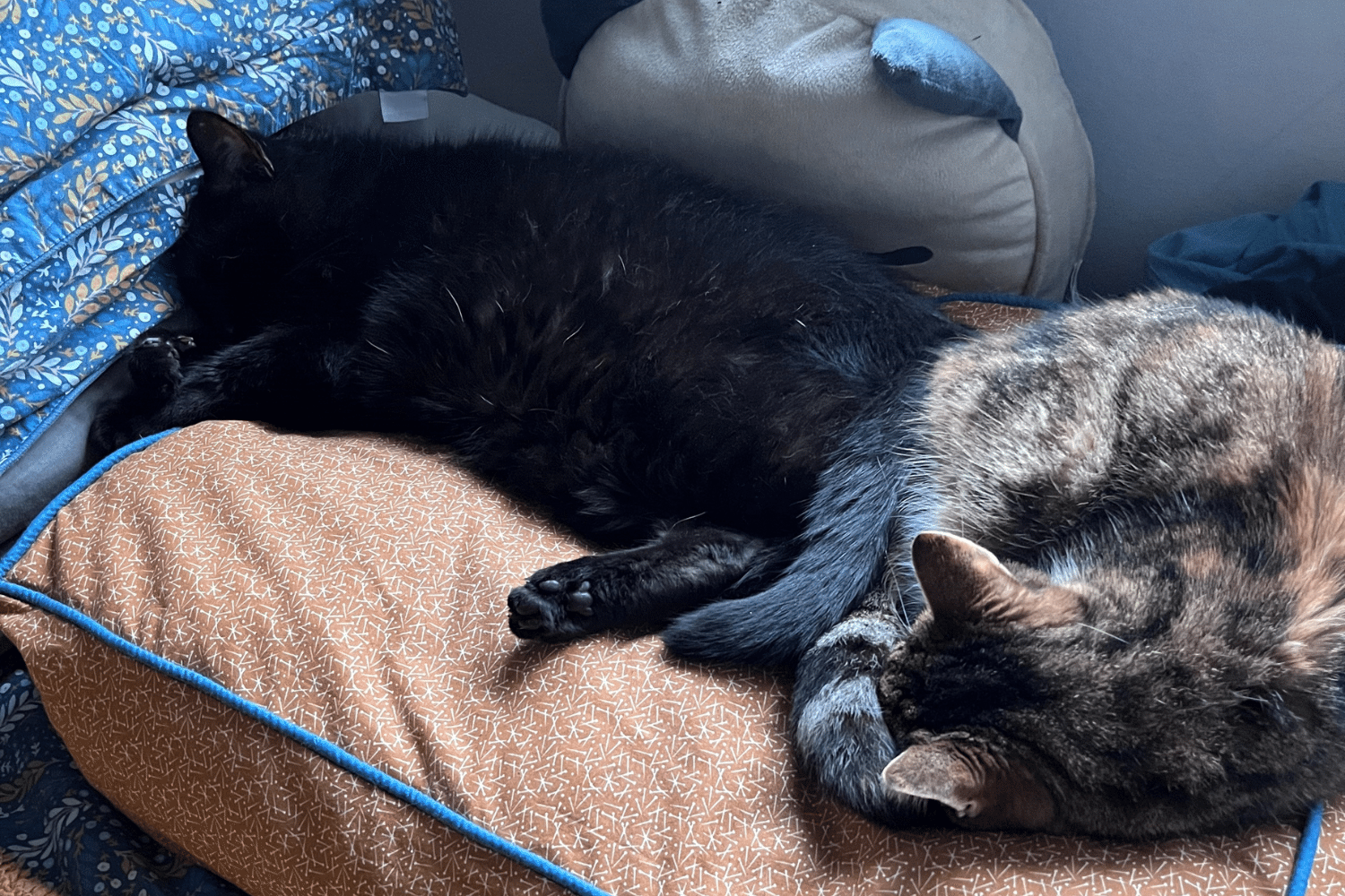 Feline Aggression – How to Recognise it and Deal With It