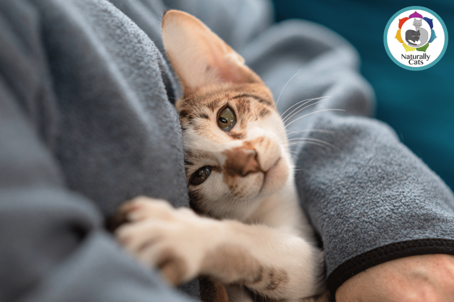 cat won't cuddle