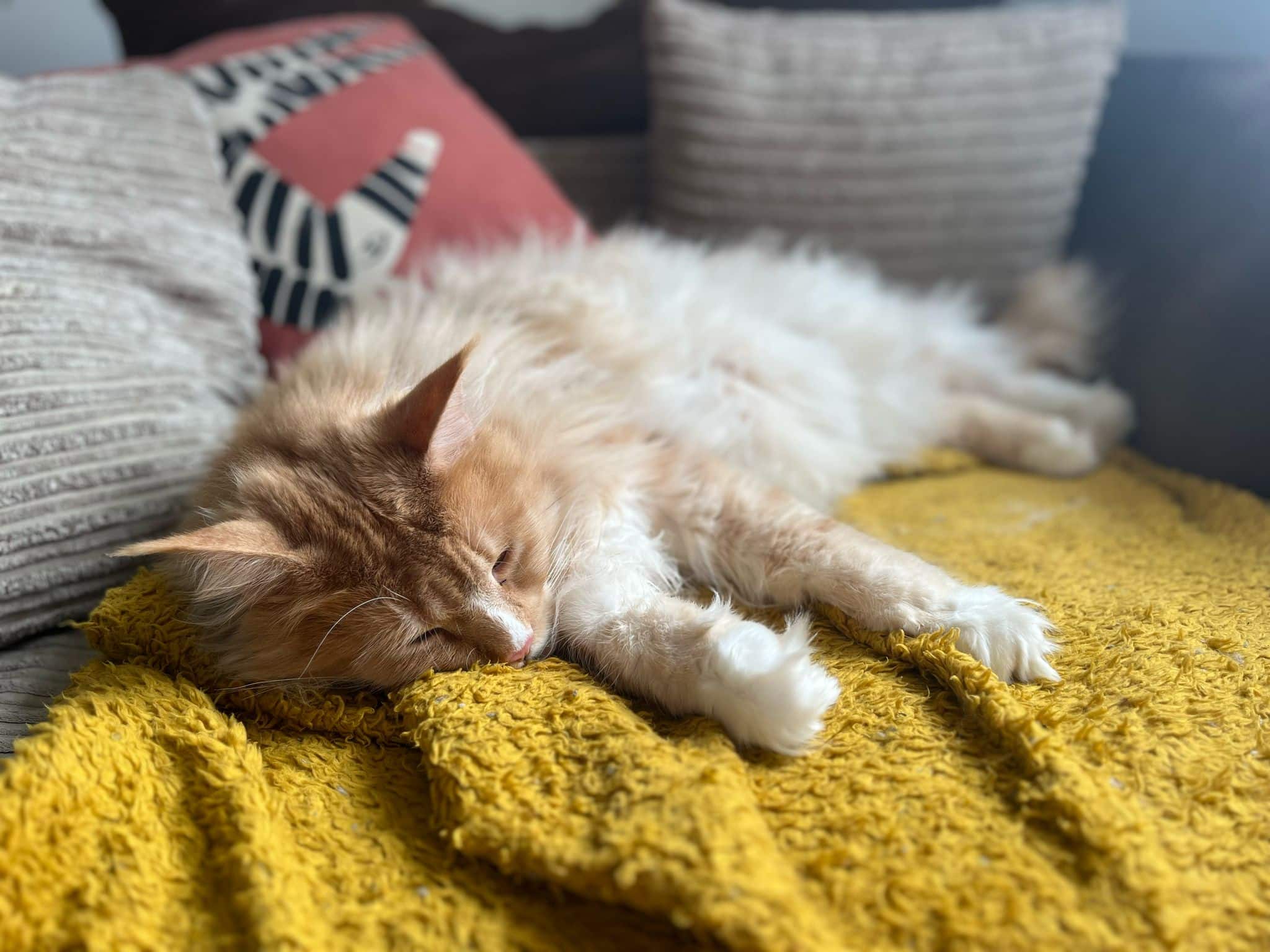 e-BOOK: Cats & Colour therapy : How to use colour therapy to help your cat thrive - Image 5