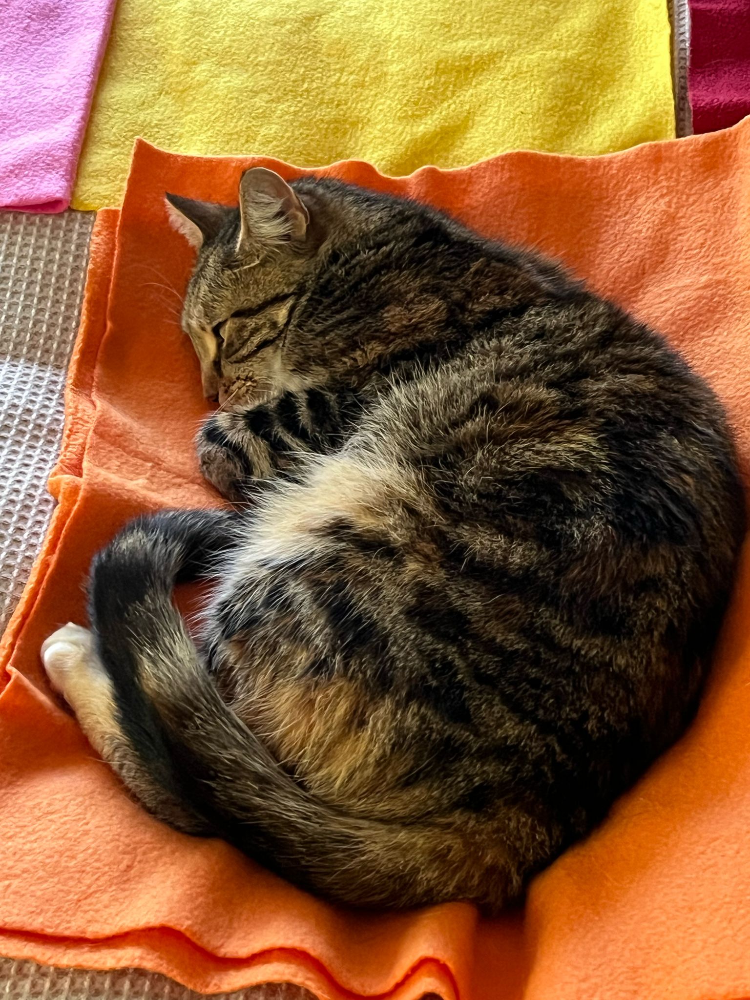 e-BOOK: Cats & Colour therapy : How to use colour therapy to help your cat thrive