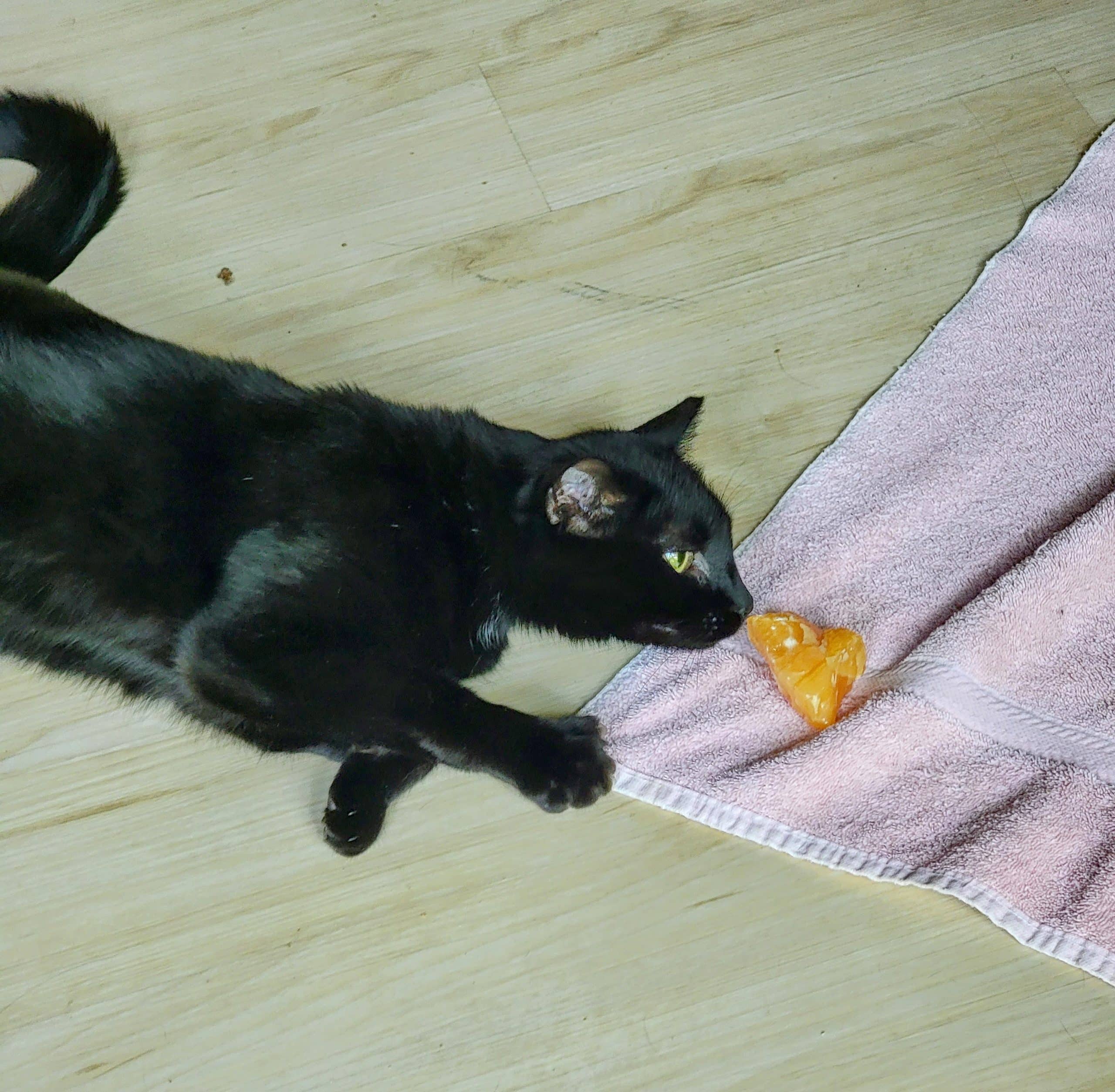 e-BOOK: Cats & Crystals: How to use crystals safely with your cat