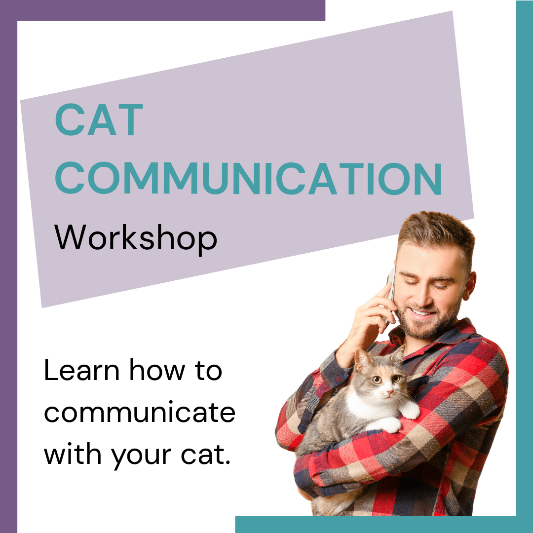 Learn cat communication - WEBINAR - Image 2