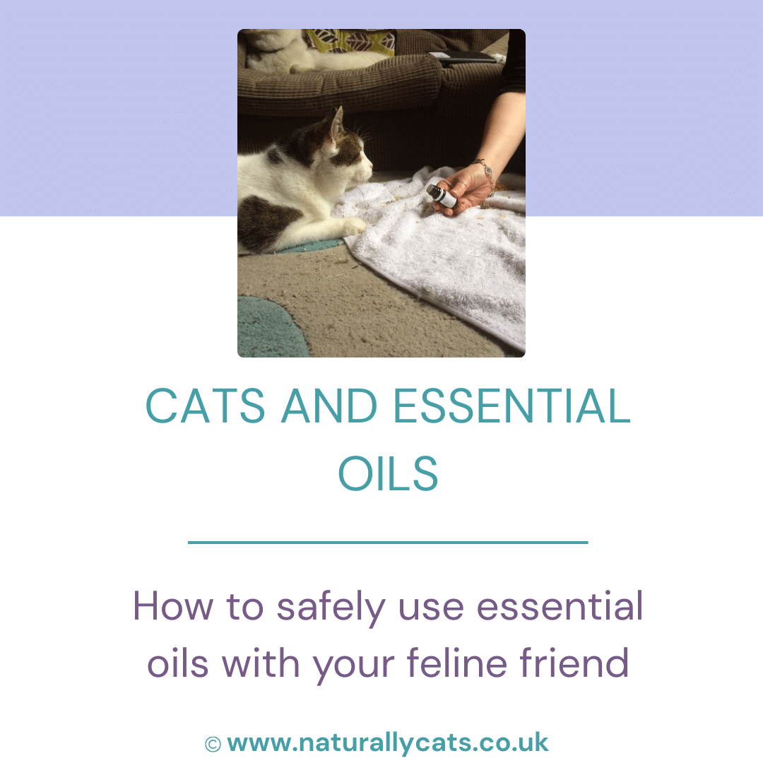e-BOOK: Cats & Essential Oils : How to safely use essential oils with your feline friend - Image 2