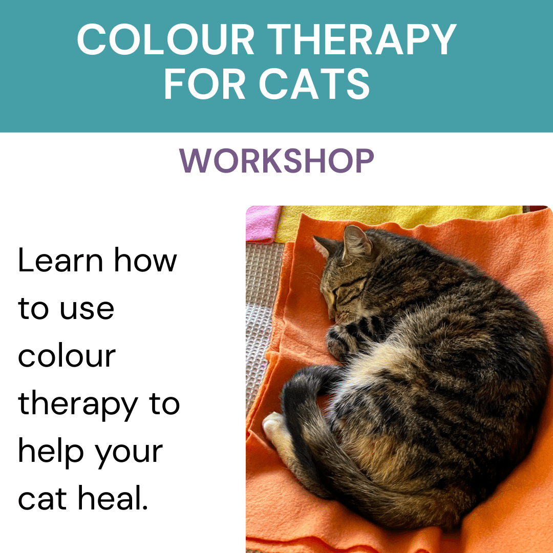Colour therapy for cats - WEBINAR - Image 2