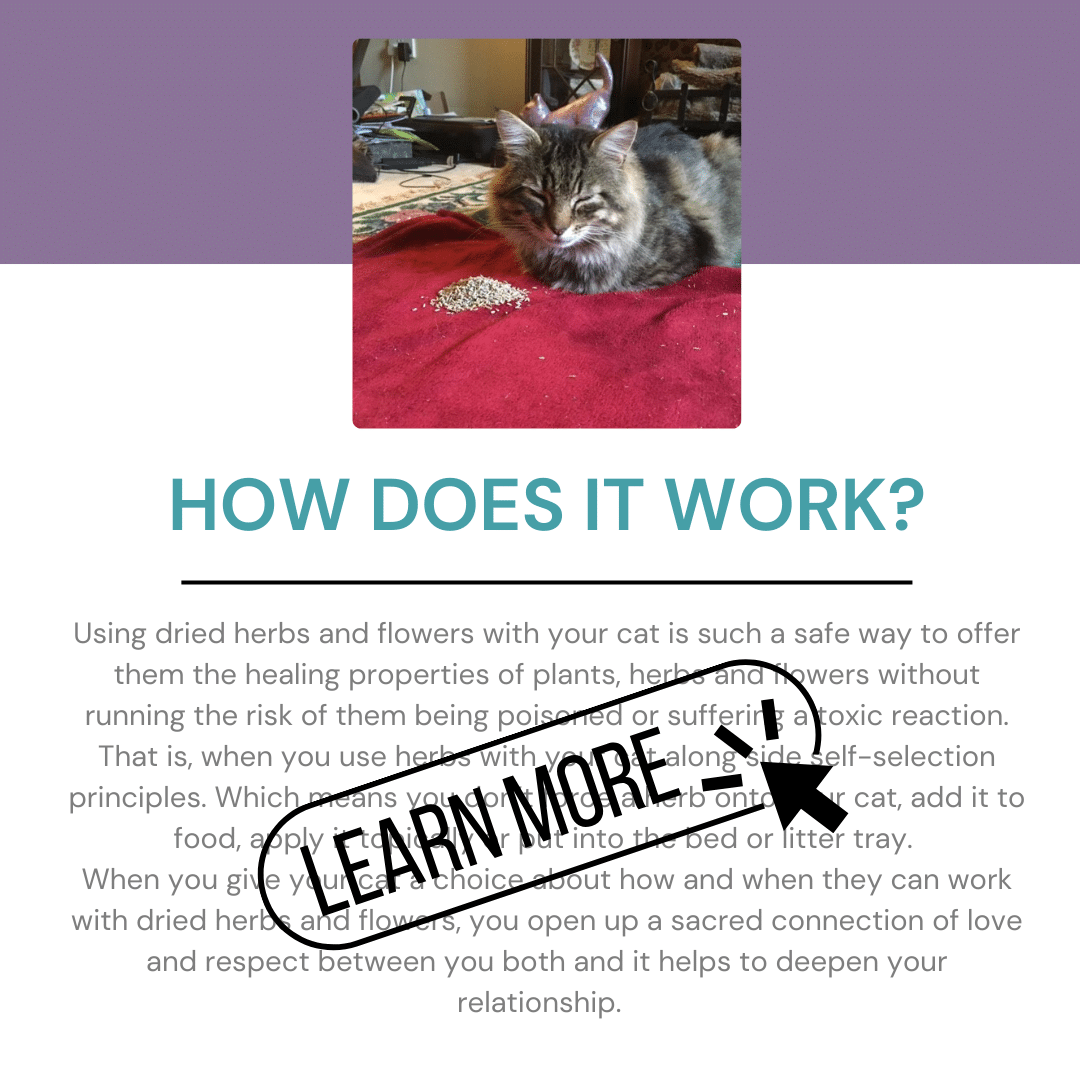 e-BOOK: Cats & Dried Herbs : Nurture your cat with healing herbs. - Image 4