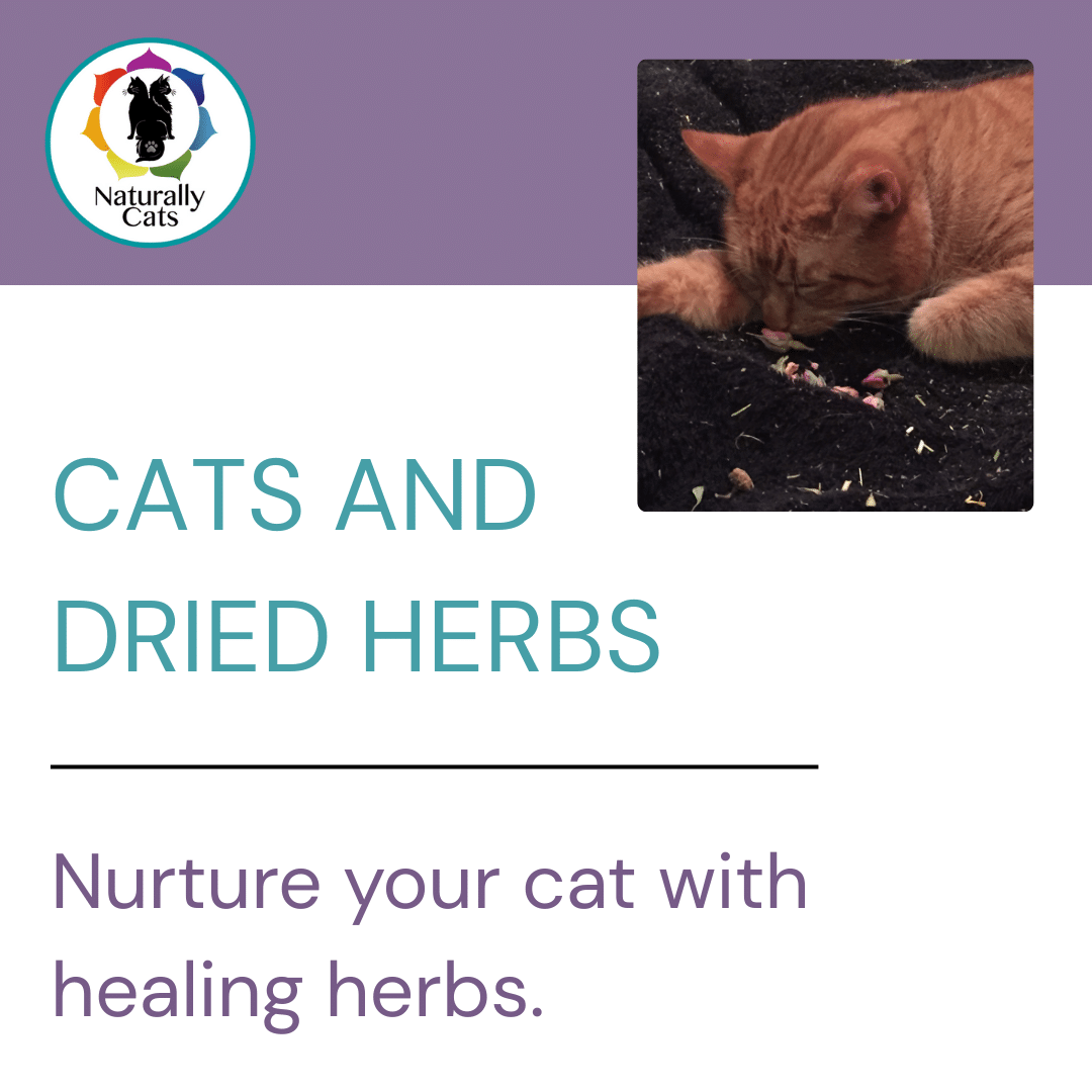 e-BOOK: Cats & Dried Herbs : Nurture your cat with healing herbs. - Image 2