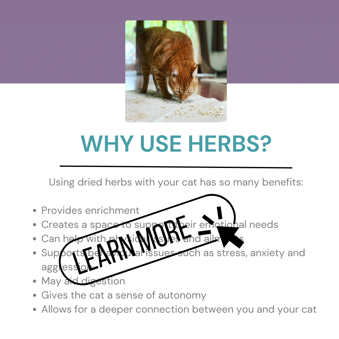 e-BOOK: Cats & Dried Herbs : Nurture your cat with healing herbs. - Image 3