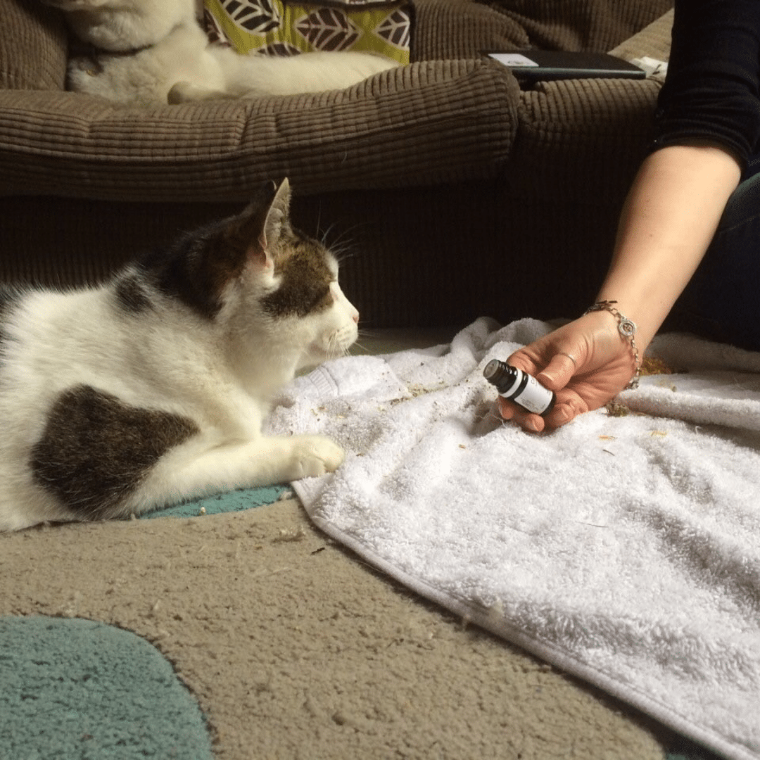e-BOOK: Cats & Essential Oils : How to safely use essential oils with your feline friend