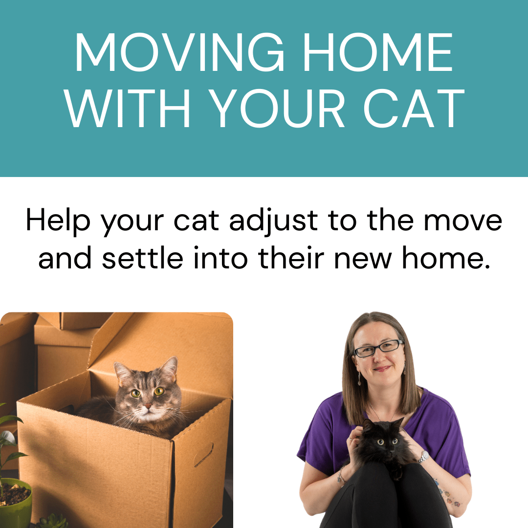 Moving home with your cat - WEBINAR - Image 2
