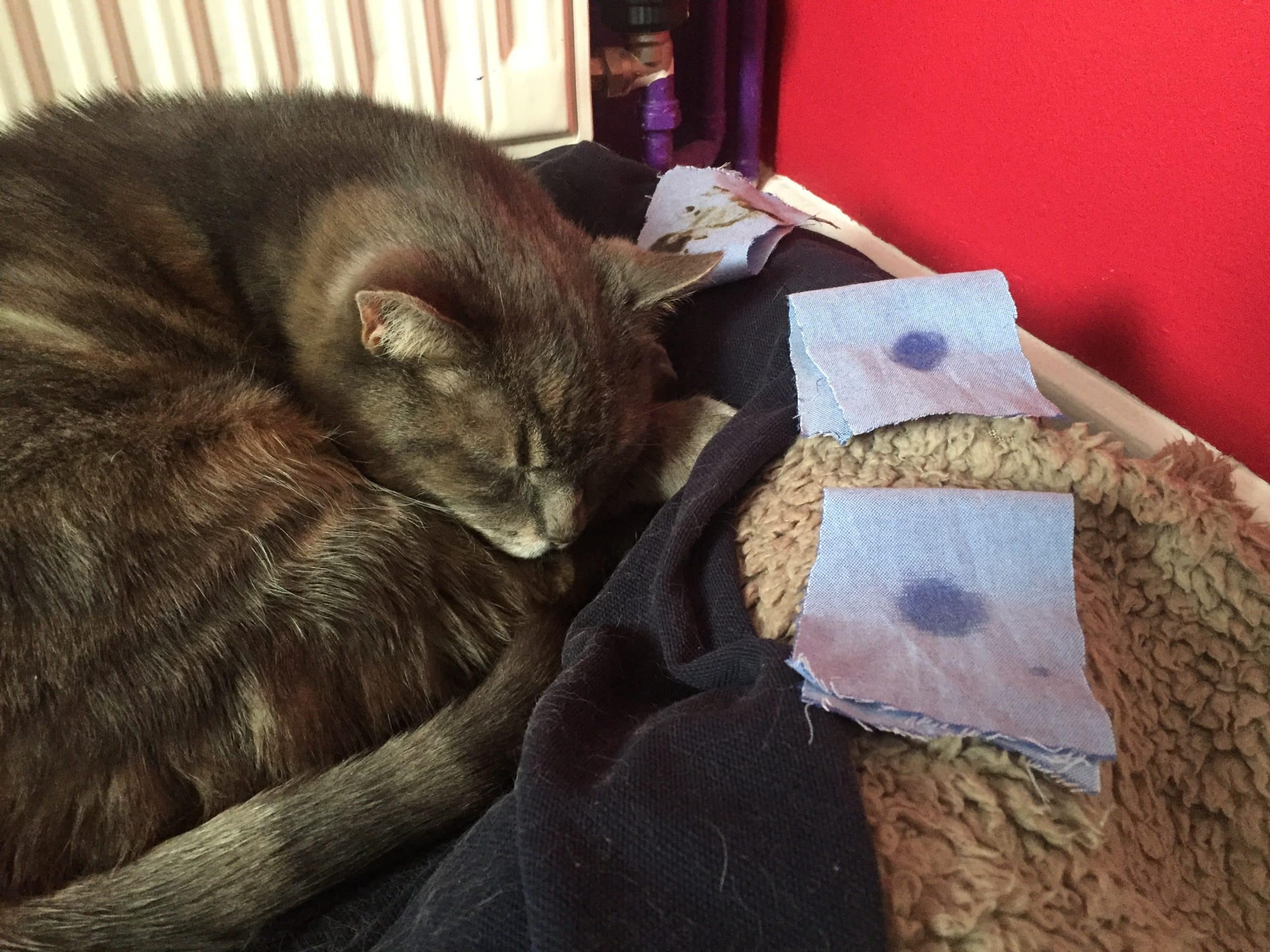 e-BOOK: Cats & Essential Oils : How to safely use essential oils with your feline friend - Image 5