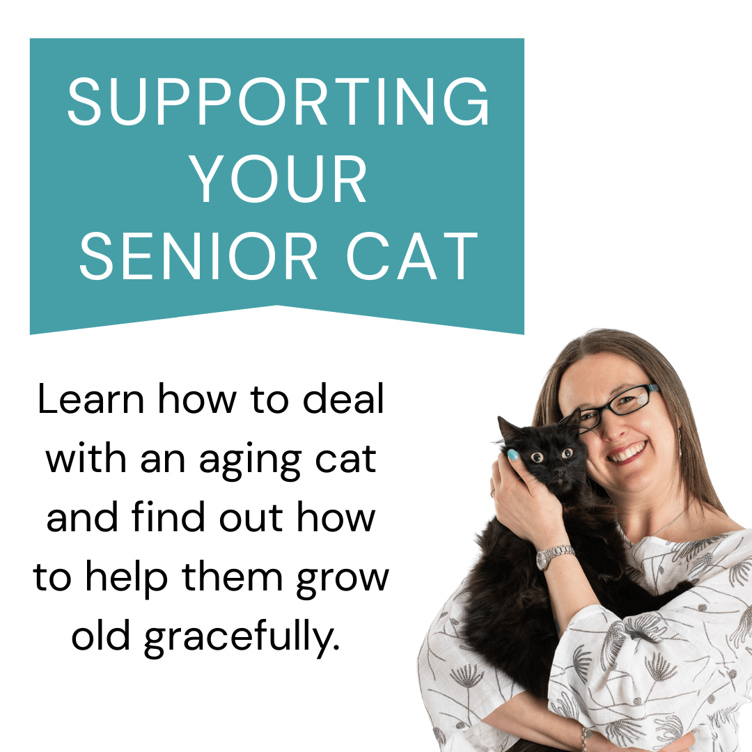 Supporting your senior cat - WEBINAR - Image 2