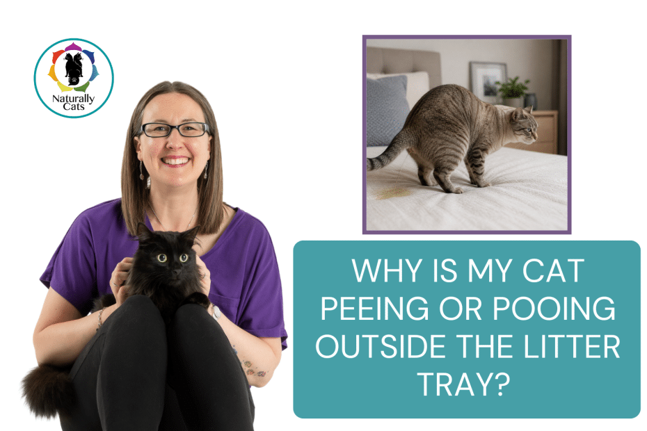 Why is my cat peeing or pooing outside the litter tray Understanding the emotional causes