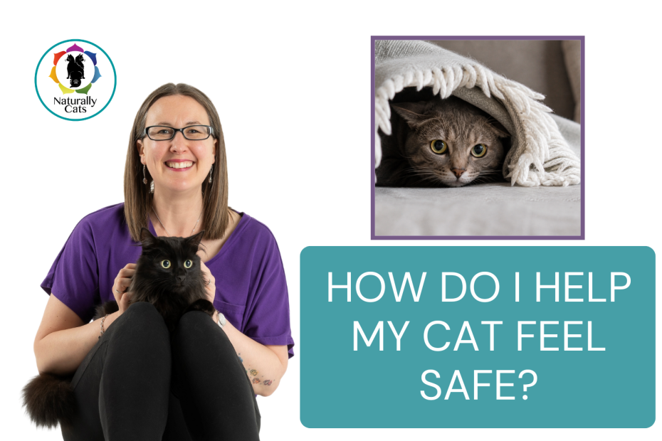 How do I help my cat feel safe Supporting your cat after stress or trauma